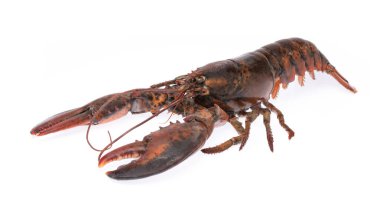 Beyaz arka plan üzerinde izole taze çiğ ıstakoz 