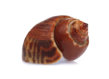 Benekli Babylon beyaz arkaplanda izole