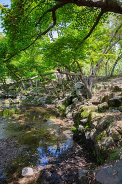 Ormandaki güzel doğal dere