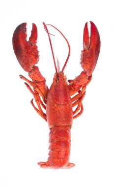 Cooked shrimp Lobster isolated on white background