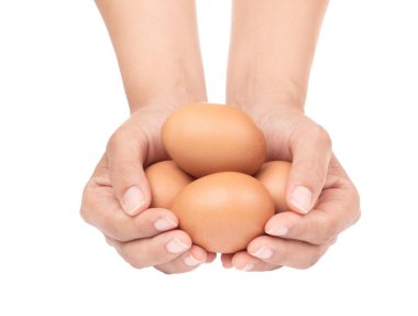 hand holding chicken eggs isolated on white background