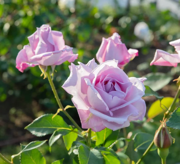 Lua azul rosa flor — Fotografia de Stock