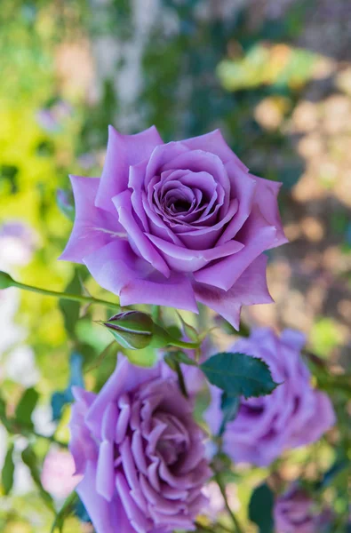Blue Moon rose bloom — Stock Photo, Image