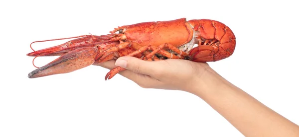 Tangan memegang Lobster diisolasi pada latar belakang putih — Stok Foto