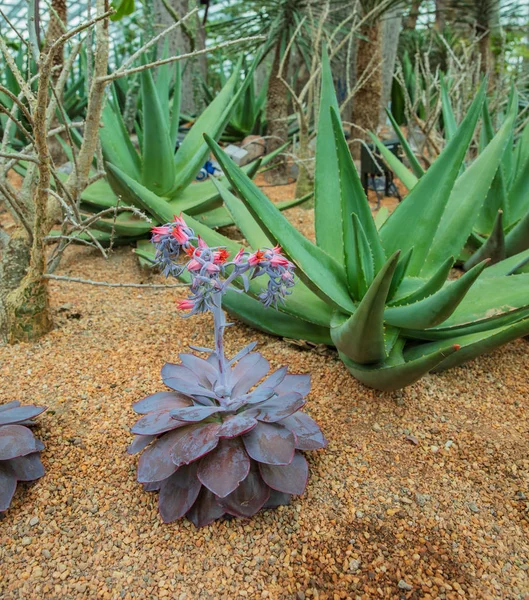 Крупным планом Кактуса, посаженного в ботаническом саду . — стоковое фото