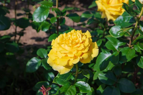 黄杂交茶玫瑰 — 图库照片