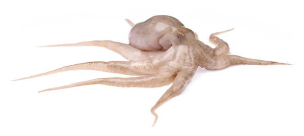 Färsk rå baby bläckfisk isolerad på vit bakgrund — Stockfoto