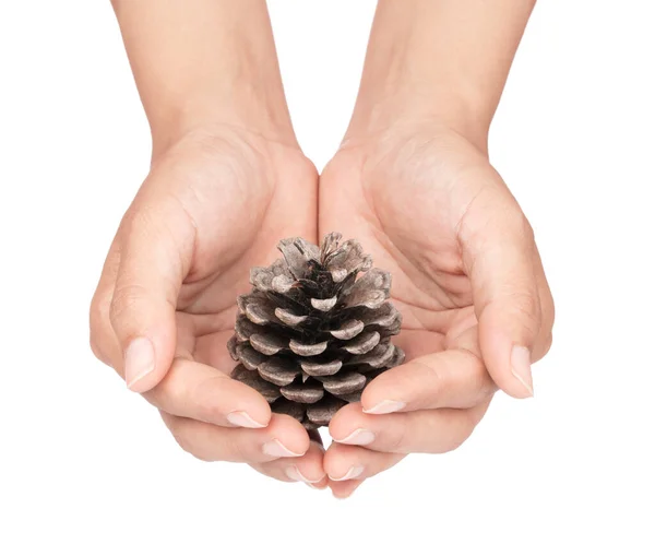 Mano sosteniendo Pinecone aislado sobre fondo blanco — Foto de Stock