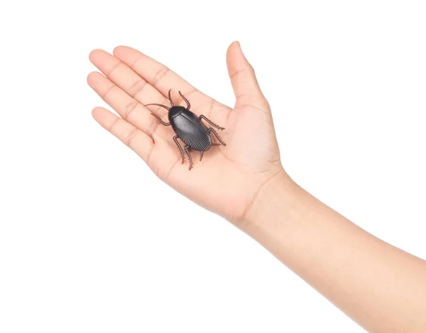Hand holding Toy Cockroaches isolated on white background — Stok fotoğraf