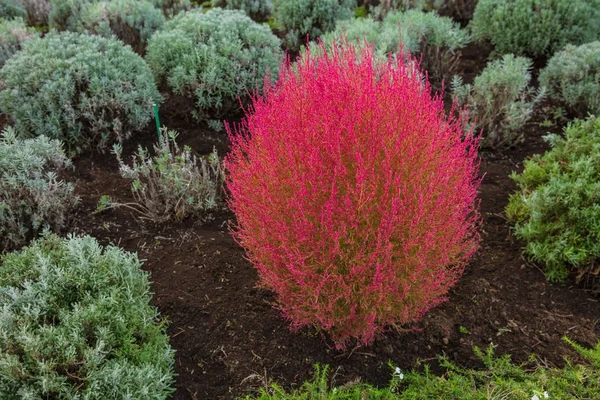 Piękna Czerwona Kochia i krzak kosmosu — Zdjęcie stockowe