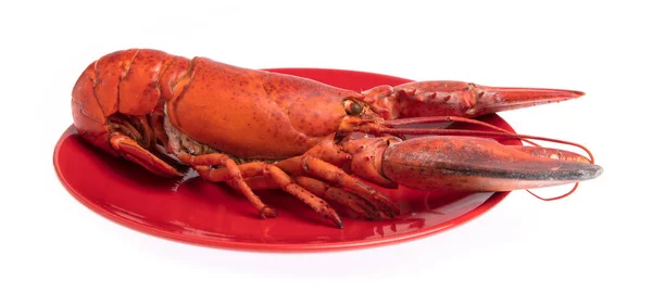 Lobster ,Boiled crayfish on dish isolated on white background — Stockfoto