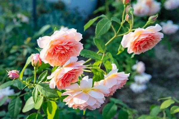 Oranžová západní růže kvetoucí v létě — Stock fotografie