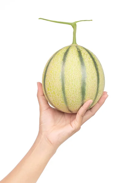 Mão segurando único melão Cantaloupe completo isolado na parte traseira branca — Fotografia de Stock