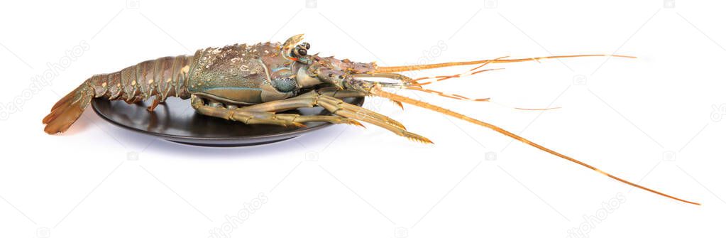 dish of fresh red claw crayfish or fash water lobster alive set 