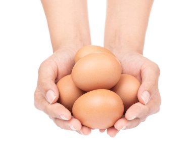 hand holding chicken eggs isolated on white background
