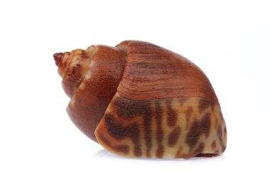 Benekli Babylon beyaz arkaplanda izole