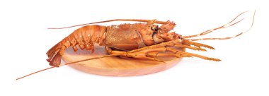 dish of lobster isolate on a white background