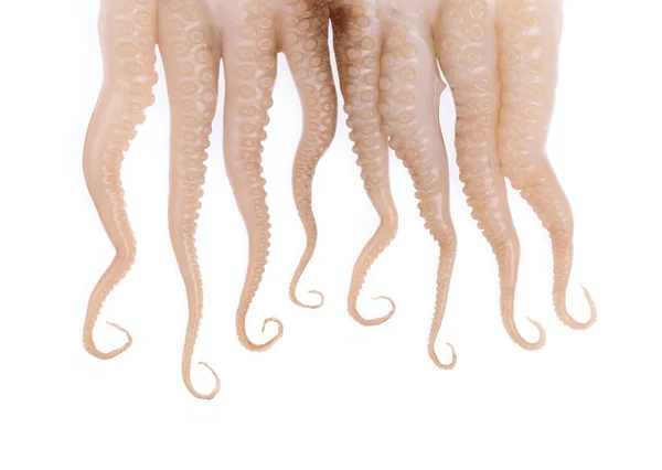 Tentacles of baby squid isolated on white background — Stock Photo, Image