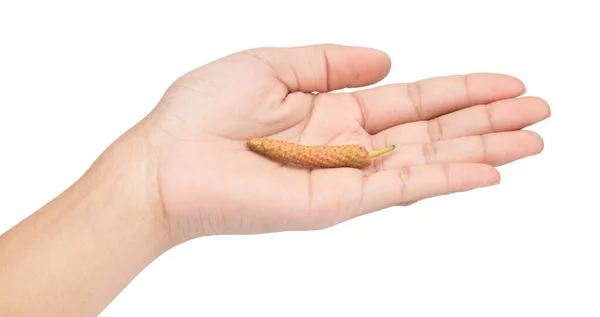 Mão segurando fresco Long Pepper isolado no fundo branco — Fotografia de Stock