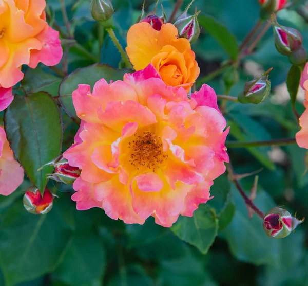 Wonderful  Fresh Hybrid pink rose with yellow — Stock Photo, Image