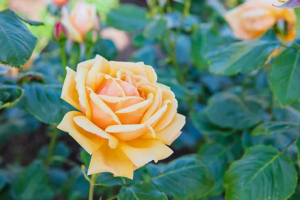 Orange westerland rose blooming in summer — Stock Photo, Image