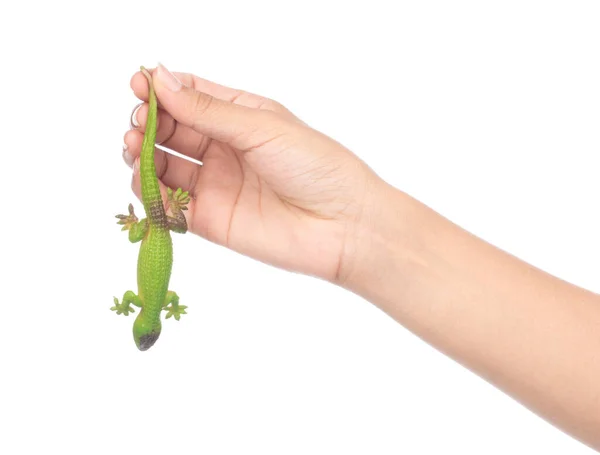 Lagarto de mano aislado sobre un fondo blanco —  Fotos de Stock