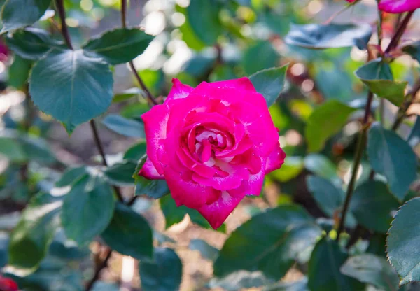 Růžová kvetoucí keřová růže (Rosa Bonica Meidomonac) — Stock fotografie