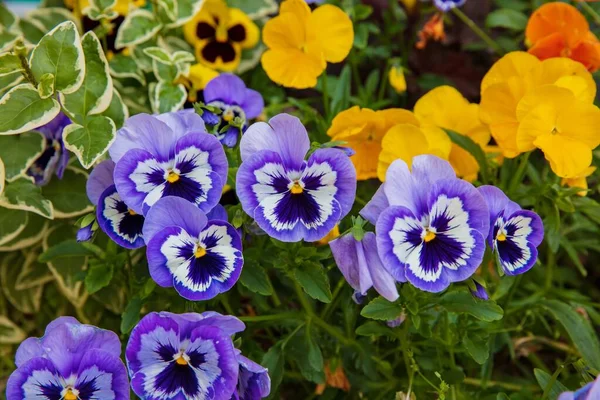 Цветы дикой панзы или виолы трехцветные в саду — стоковое фото