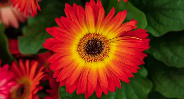 Nahaufnahme der Zinnia-Blume in Gärten — Stockfoto