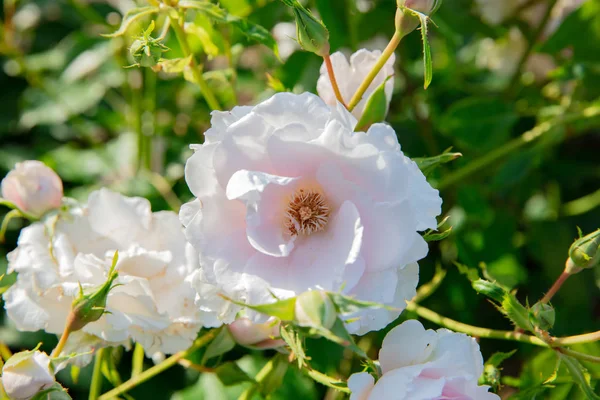 Růžová kvetoucí keřová růže (Rosa Bonica Meidomonac) — Stock fotografie