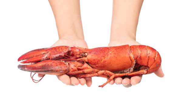 Tangan memegang Lobster diisolasi pada latar belakang putih — Stok Foto