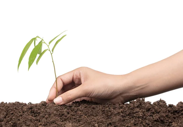 Handen planten van een boom geïsoleerd op witte achtergrond — Stockfoto