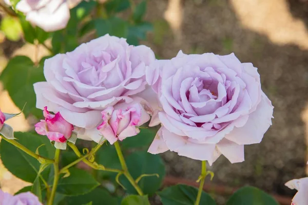Roxo rosa no jardim — Fotografia de Stock