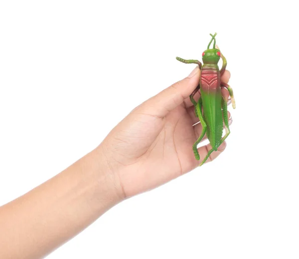 Hand holding grasshopper plastic play toy isolated on white back — Stok fotoğraf