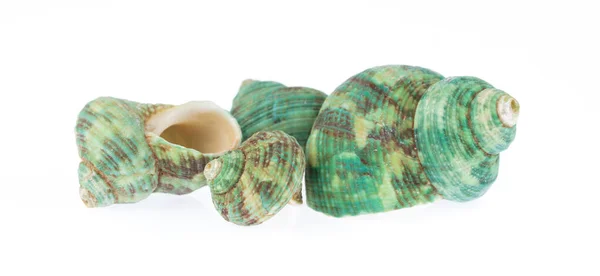 Pile of beautiful sea shell isolated on white background — 图库照片