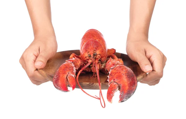 Mão segurando lagosta no prato isolado no fundo branco — Fotografia de Stock