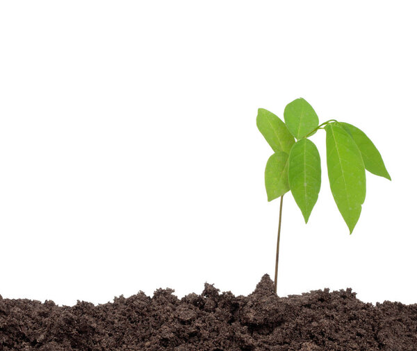 fresh of green plant isolated on a white background