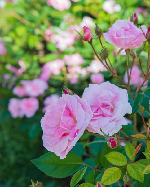 Purpurová růže v zahradě — Stock fotografie