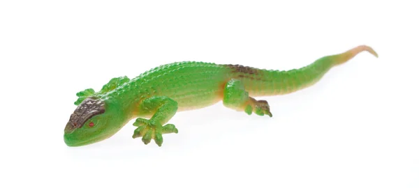 Lizard isolated on a white background — Stock Photo, Image