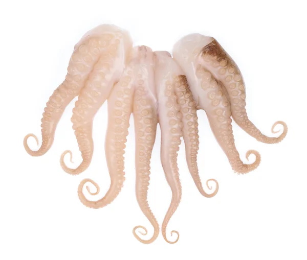 Tentáculos de calamar bebé aislado sobre fondo blanco —  Fotos de Stock