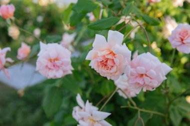 İsveç 'in Çiçekli Gülleri Kraliçesi