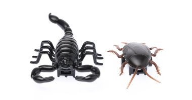 Hamamböcekleri olan kara akrep, beyaz grupta izole edilmiş.