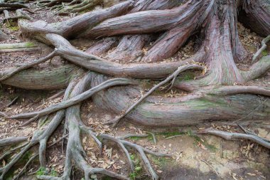 tree roots and green algae plant