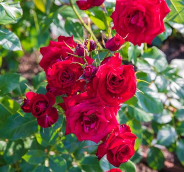 Red Scarlet Christian Dior Rose Varietal