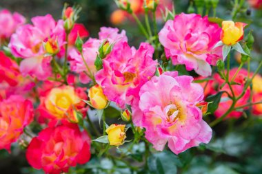 Harika Taze Melez Kırmızı gül ile sarı