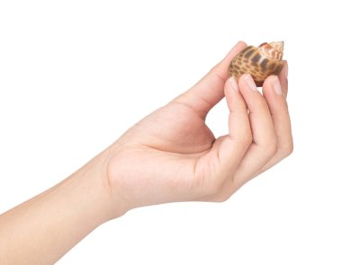 hand holding spotted babylon isolated on white background