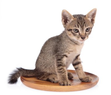 Cute Little kitten on wood plate isolated on white background. c