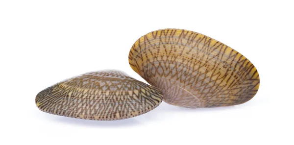 Surf clam isolated on white background — Stock Photo, Image