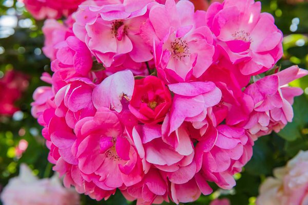 Цветущие розы