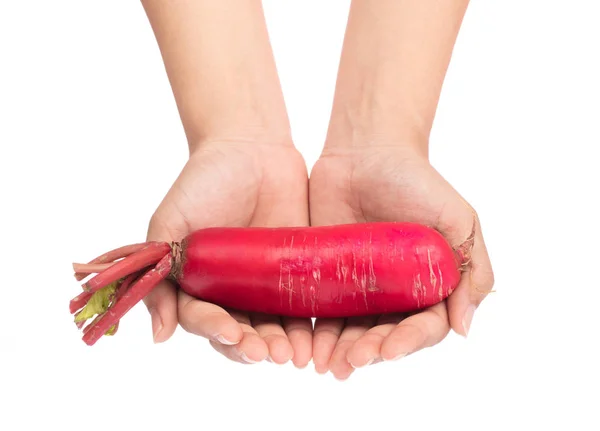 Hand holding fresh of red radish isolated on white background — 스톡 사진